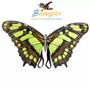 כנפיים פרפר יער מפוארות פיות חום ירוק תמונה 2